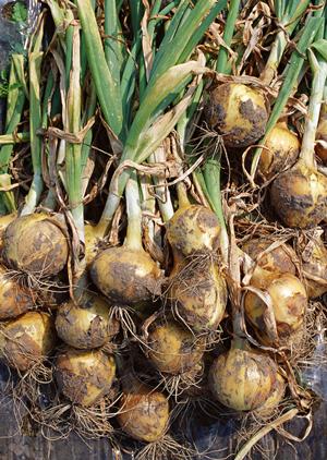 ノルマや出勤規制がなく安心です